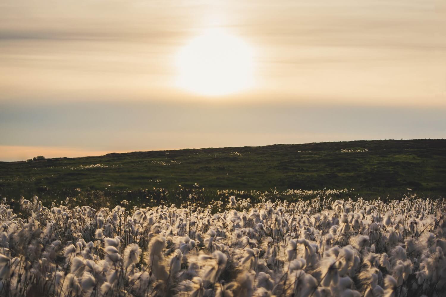 Foto von Nick Kane – Unsplash Baumwollfelder