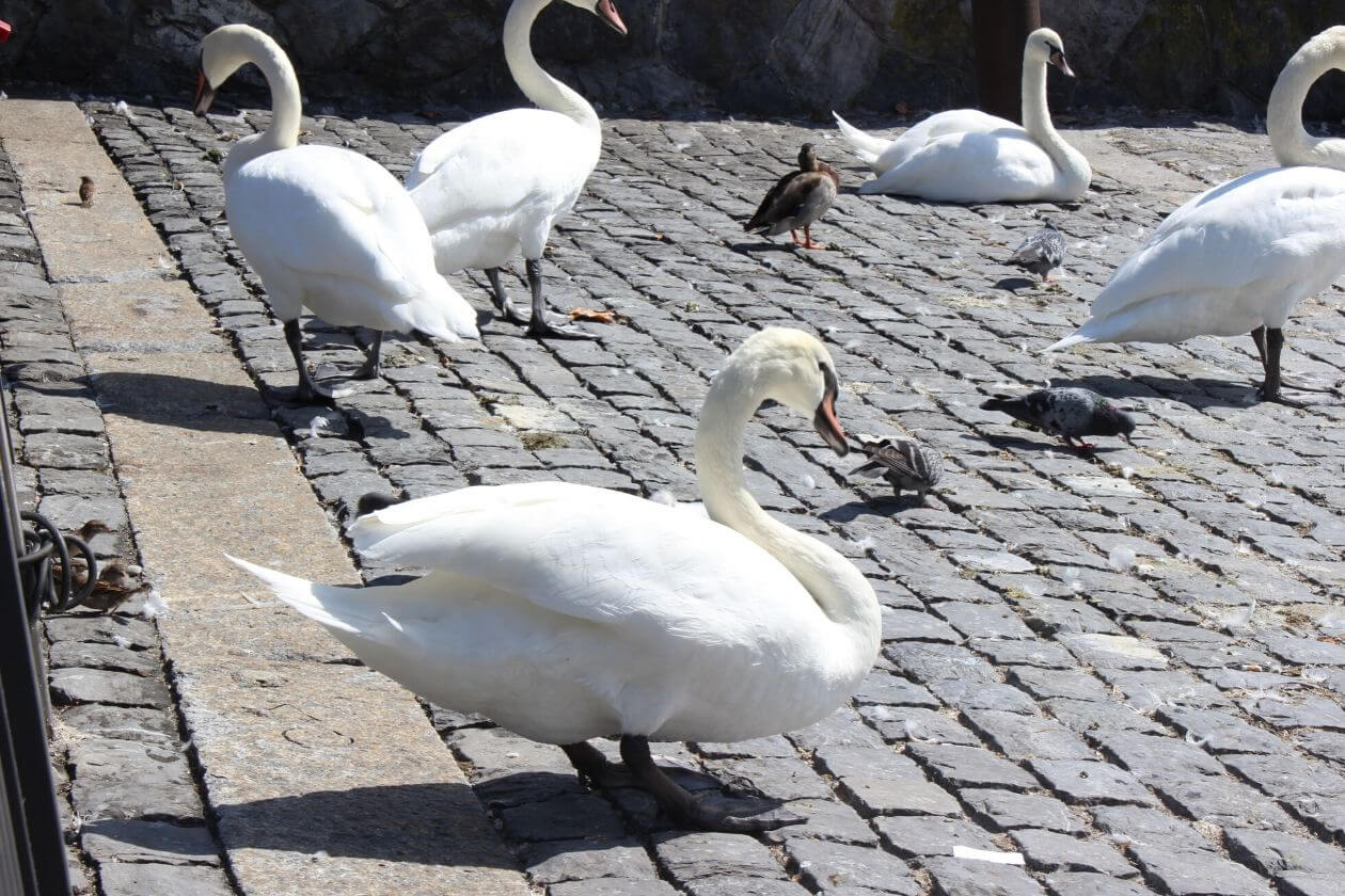 Einige Schwäne am See in Zürich